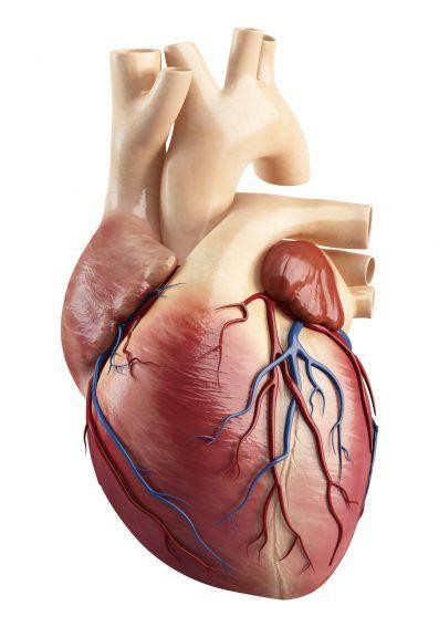 Сердечная мышца в сосудах
